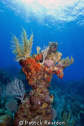 Beautiful diving on Grand Cayman. by Patrick Reardon 